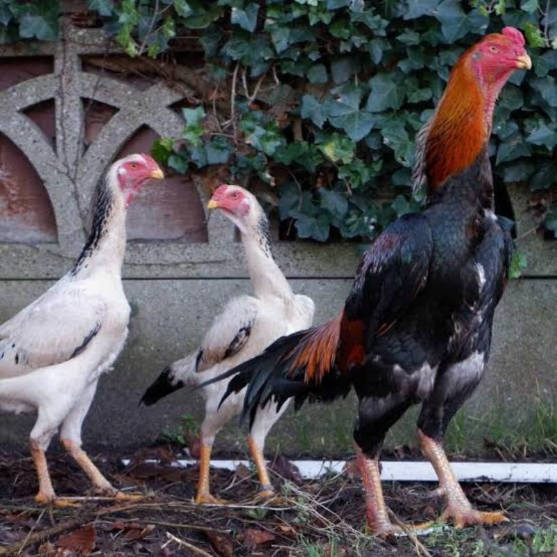 Telur ayam shamo ori eropa super Big