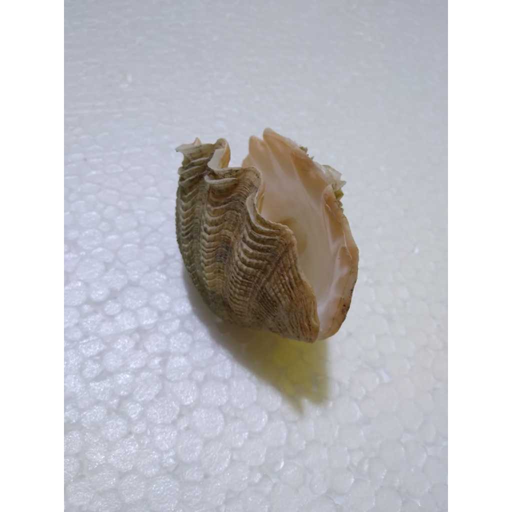 CANGKANG Kerang Laut - Hiasan Dekorasi Aquarium