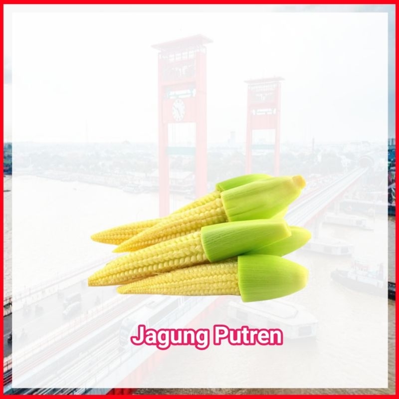 

Jagung Muda Putren - Sayur Ampera Segar