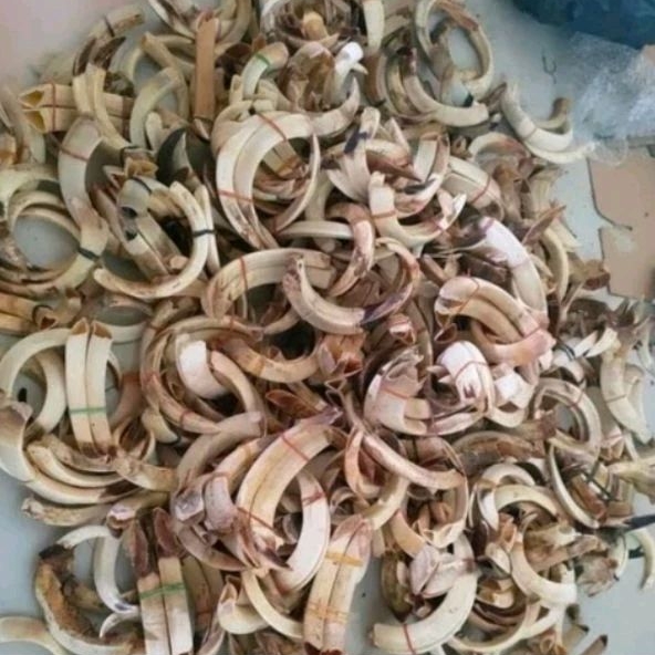 Taring Babi Asli Reject Murah size 8-13cm