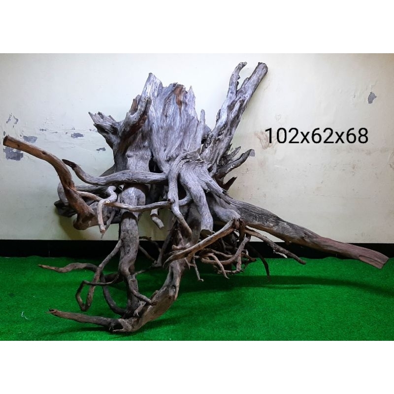 Bonggol Kayu Santigi Laut - Kayu Tenggelam - Aquascape - Taman - 102x62x68