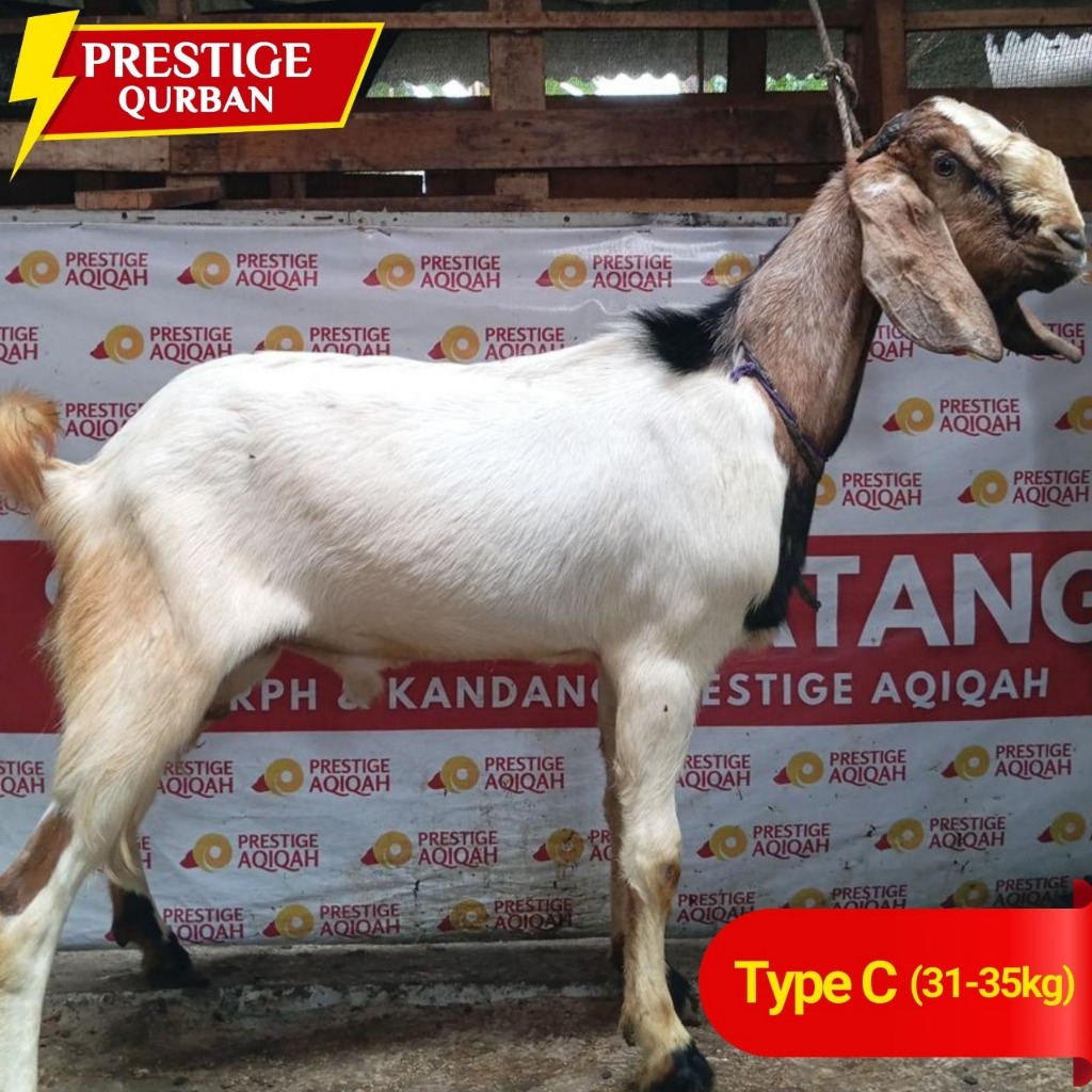 Prestige Aqiqah Kambing Qurban Kambing Jawa Free Ongkir Bebas Cek Kandang