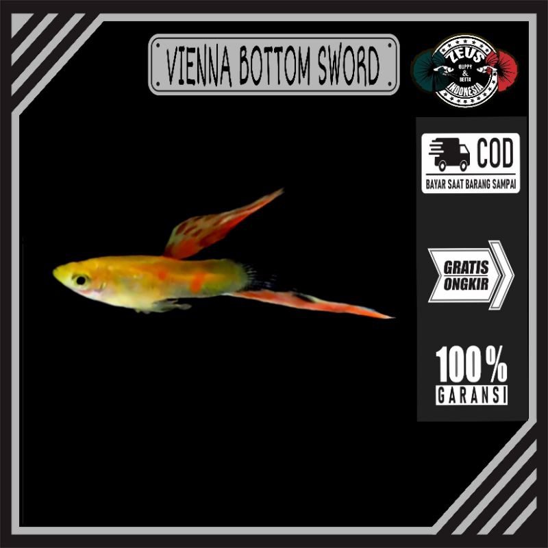 guppy vienna bottom sword hiasan akuarium