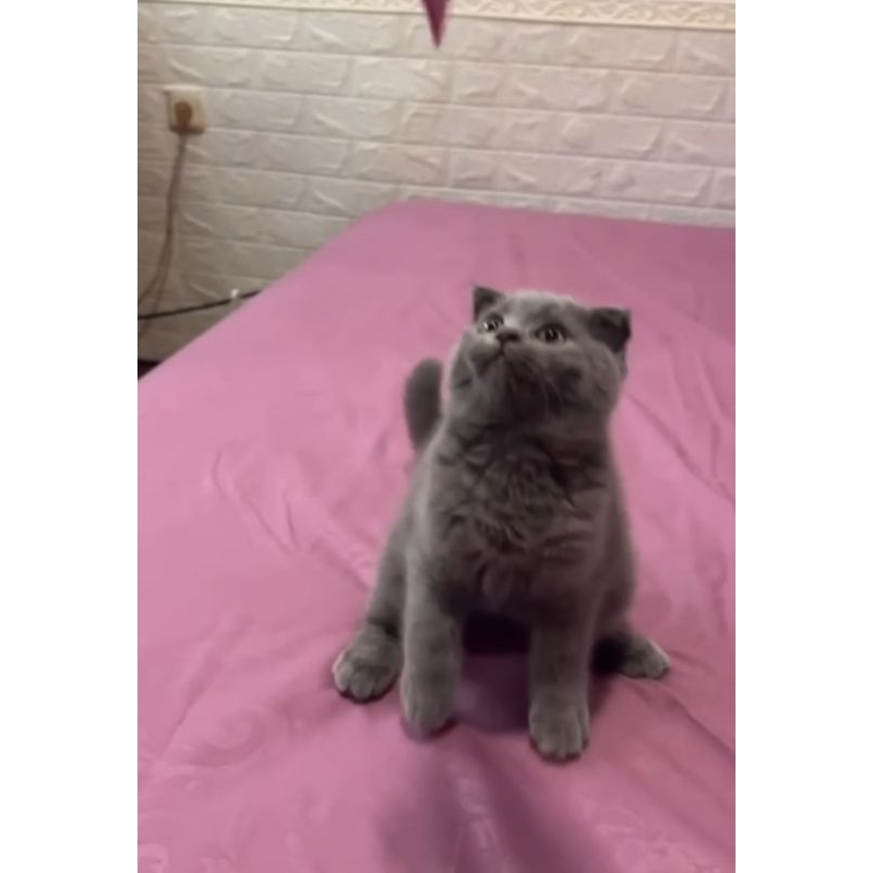 Pembayaran scootish fold betina