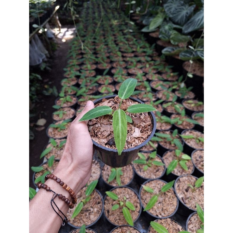 anthurium warocqueanum