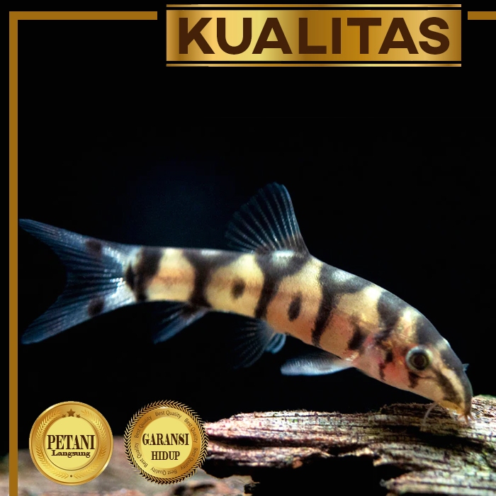 Botia India Yoyo Loach Ikan Hias Aquascape Air Tawar Hiasan Aquarium
