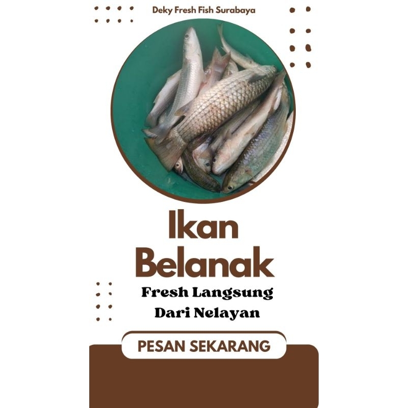 

Ikan belanak segar 1 kg