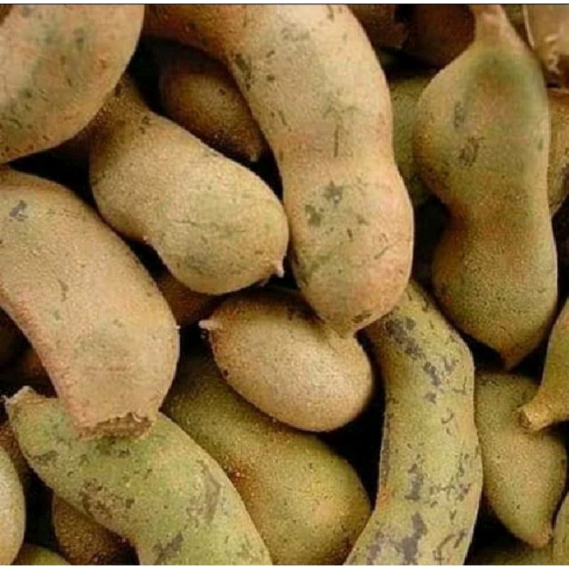 

Asam jawa muda/Asam muda Fresh