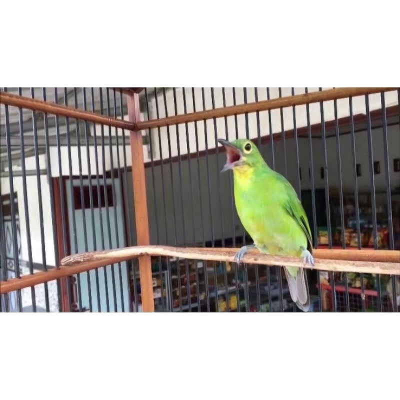 cucak ijo ph/ cak ijo ph / cucak hijau ph