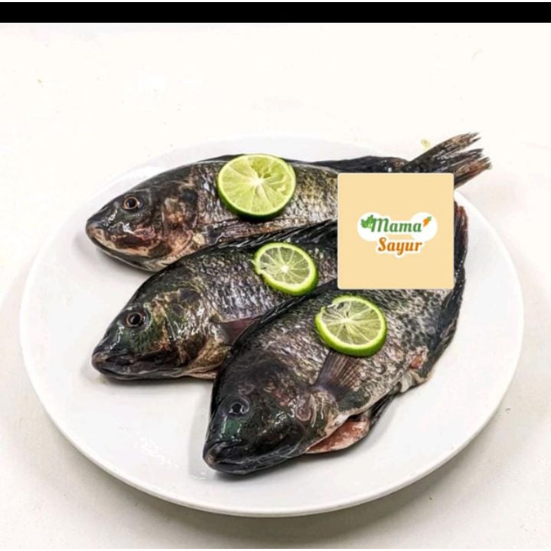 

Ikan Mujaer 1 kg