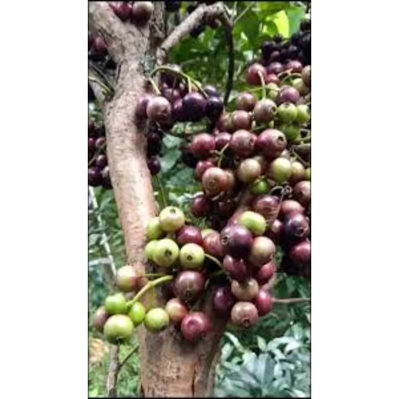 

jambu air gowok hasil okulasi (cepat berbuah)