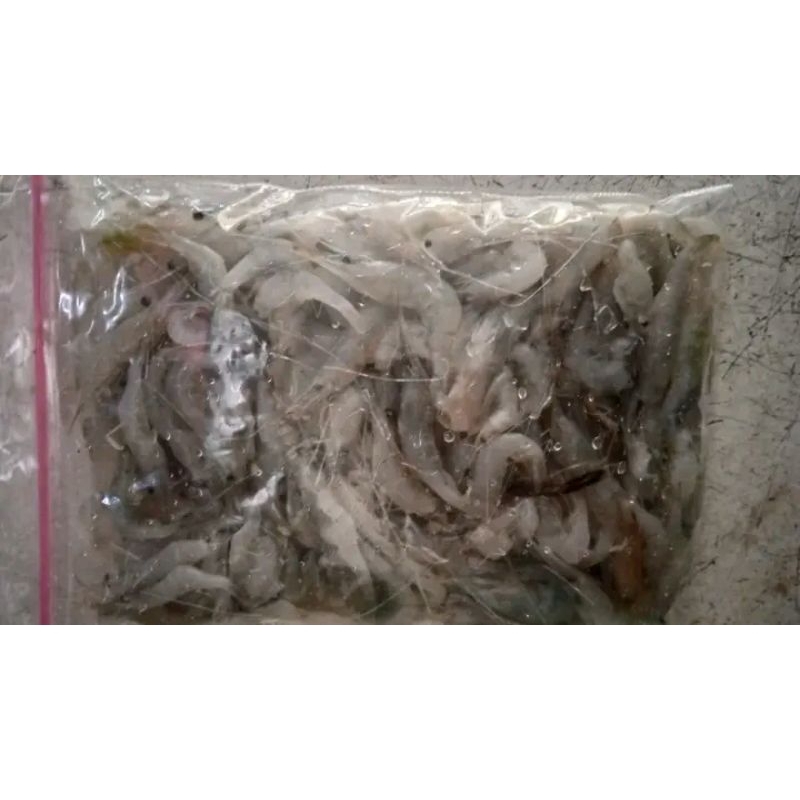 

udang beku