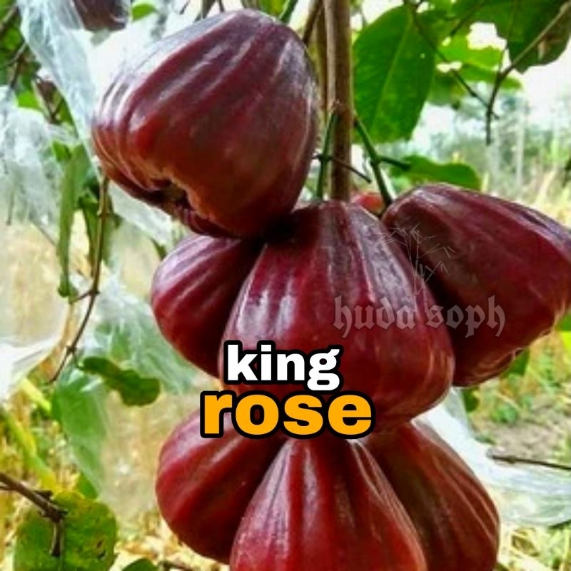 bibit jambu air king rose
