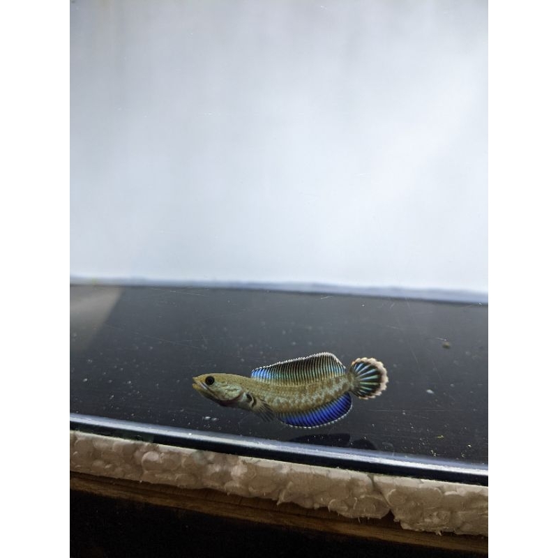 Andrao Gondrong ngerim