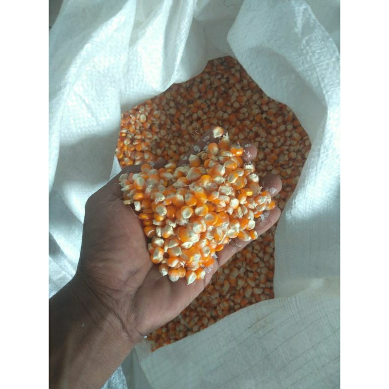 jagung pakan ayam 1 kg