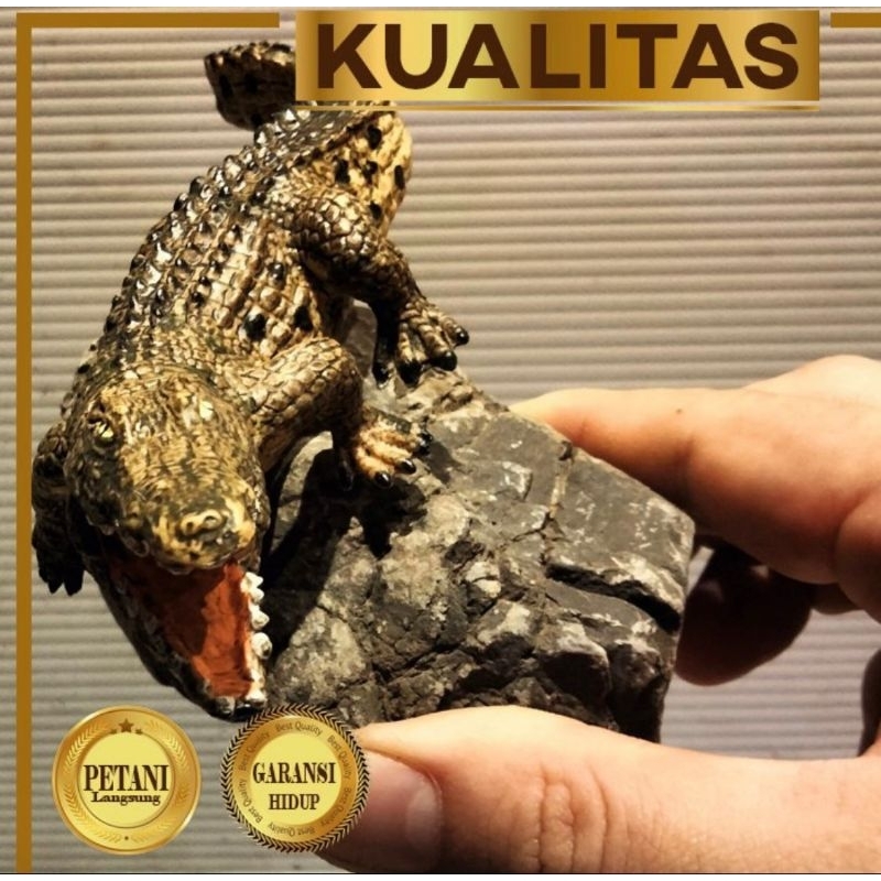 Hiasan Buaya Marah Hias Aquarium Aquascape Ikan Hias Tanaman Air Tawar