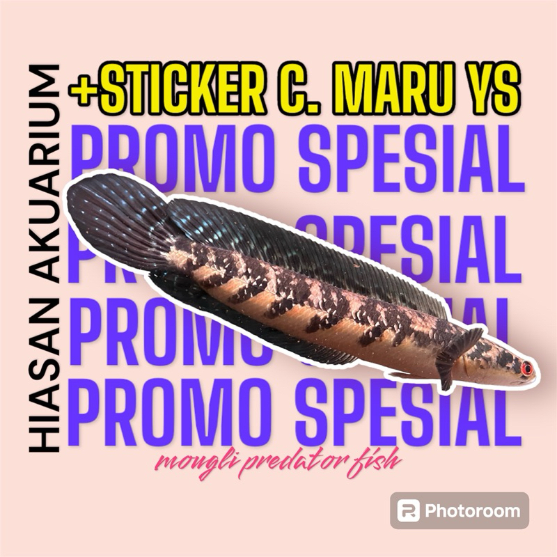 +STICKER maru ys BATIK yellow sentarum mata merah 14-18cm TOP GRADE HIASAN AKUARIUM