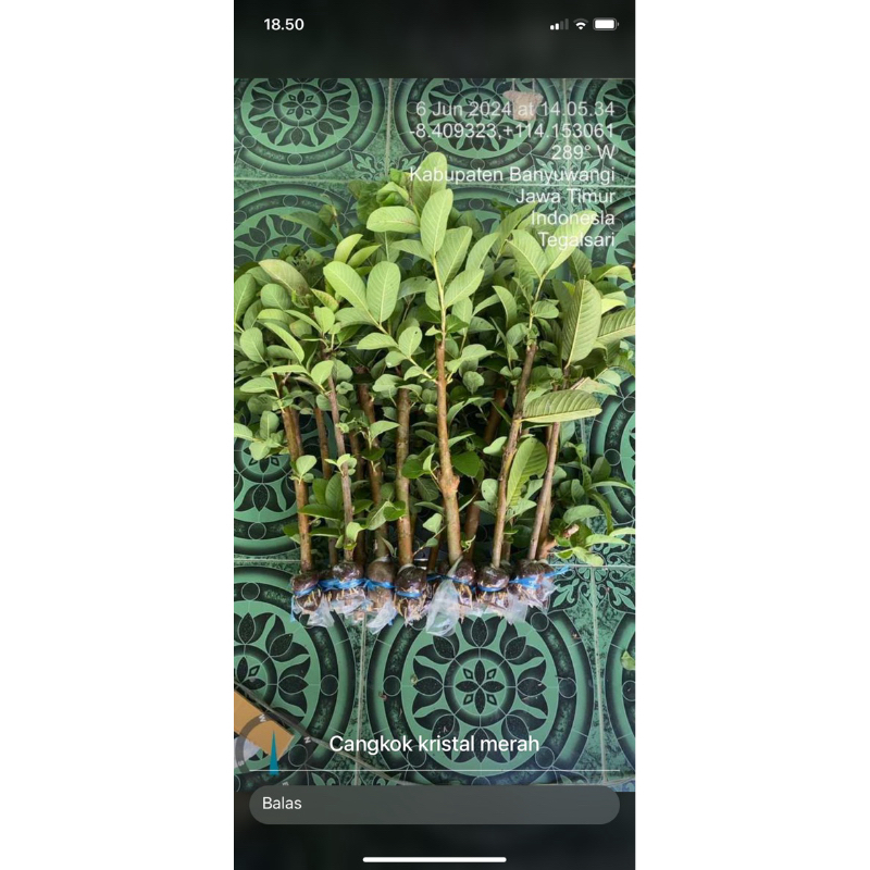 bibit Fresh cangkok jambu kristal merah (beli 5 gratis 1)