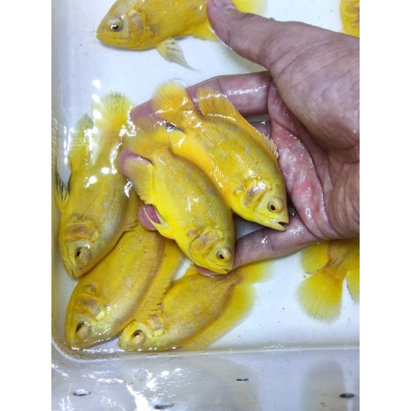 NEW Oscar Lemon Grade A Ikan 7-10cm [terbaik][terlaris]