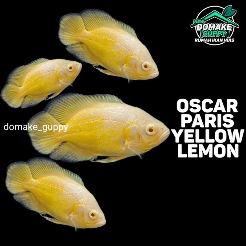 

Packing extra (Oscar Paris Yellow Lemon)