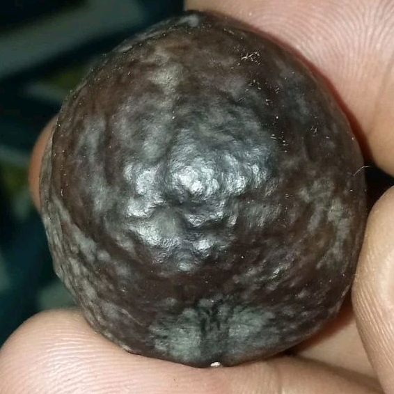 muncang adu murah yanti/Mayit jalim jawa ori yanti 4G super nyonyo