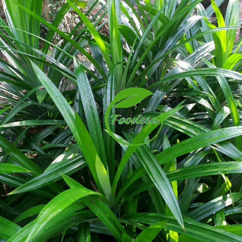 

Daun Pandan Wangi Segar Organik petik langsung per lembar