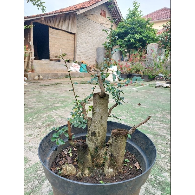 Bahan Bonsai Serut (Streblus Asper)