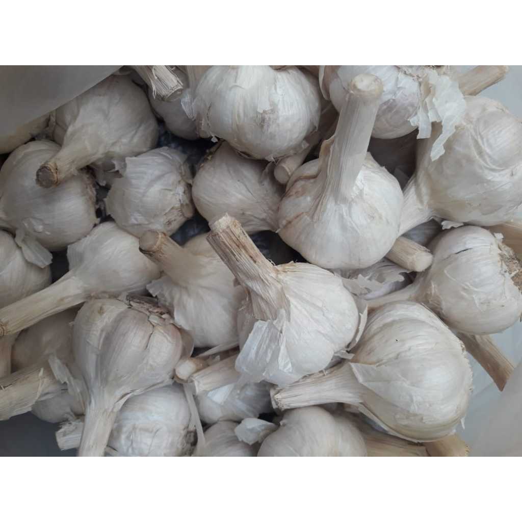 

Bawang Putih Kating / Lanang / 0,5 Kg / 1 Kg / 1000 Gram / 500 Gram