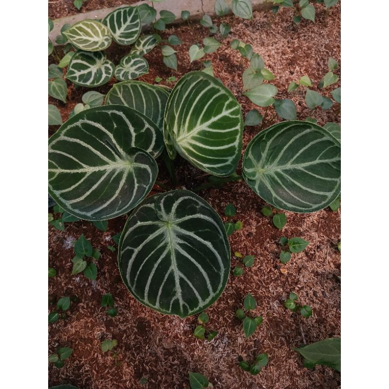 anthurium dorayaki mangkok original