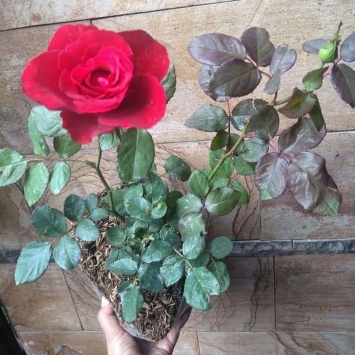 Mawar Merah Wangi Strong - Bunga MAWAR JUMBO SUPER WANGI - Tanaman Mawar Harum Berbunga