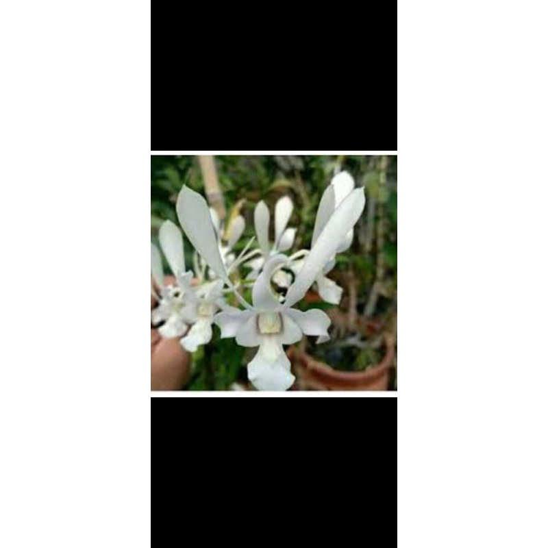 Anggrek Dendrobium Capung Batu