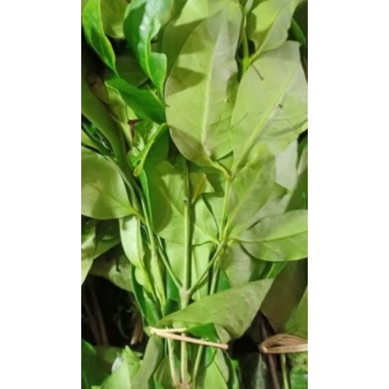 

Daun Salam Muda/Segar 500 gram