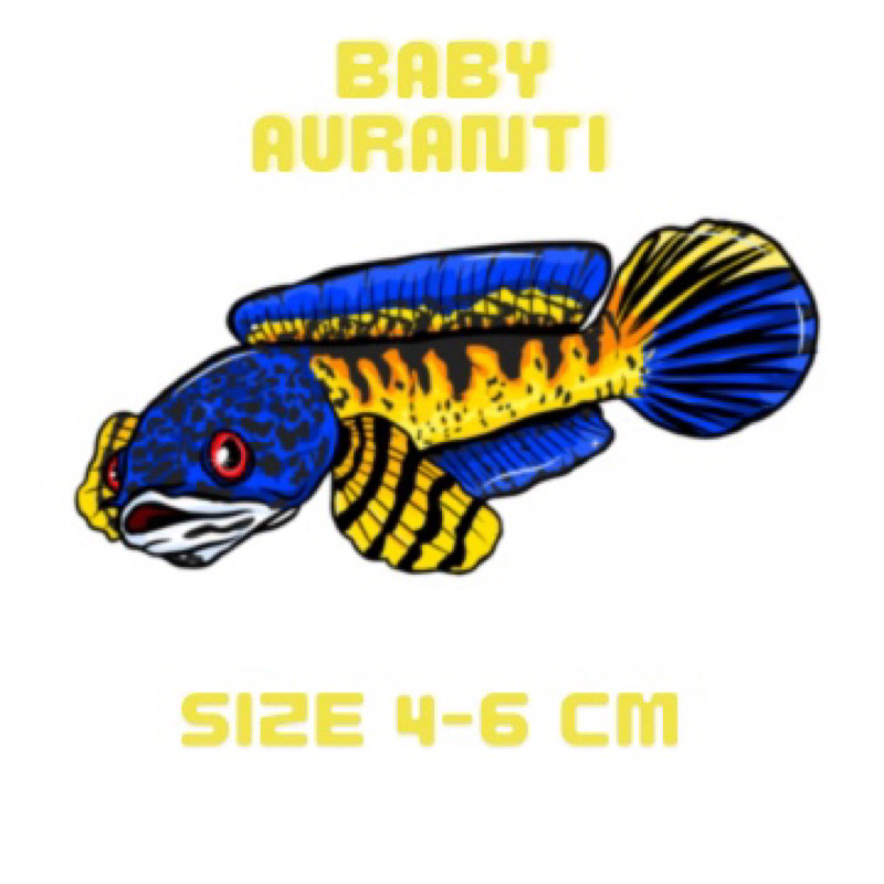 Sticker Auranti CB 15-17 Cm Grade A