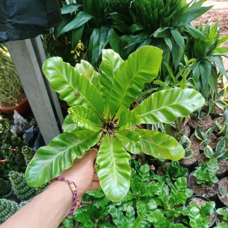 Tanaman  Hias kadaka lasagna  dewasa- Kadaka  lasagna  asplenium -Tanaman kadaka lasagna