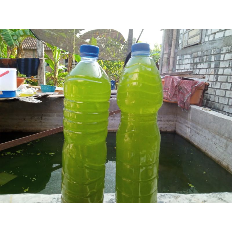 Beli 5 Botol Air Hijau Keloh Lele Gratis 1 Botol Untuk Makanan Kutu Air