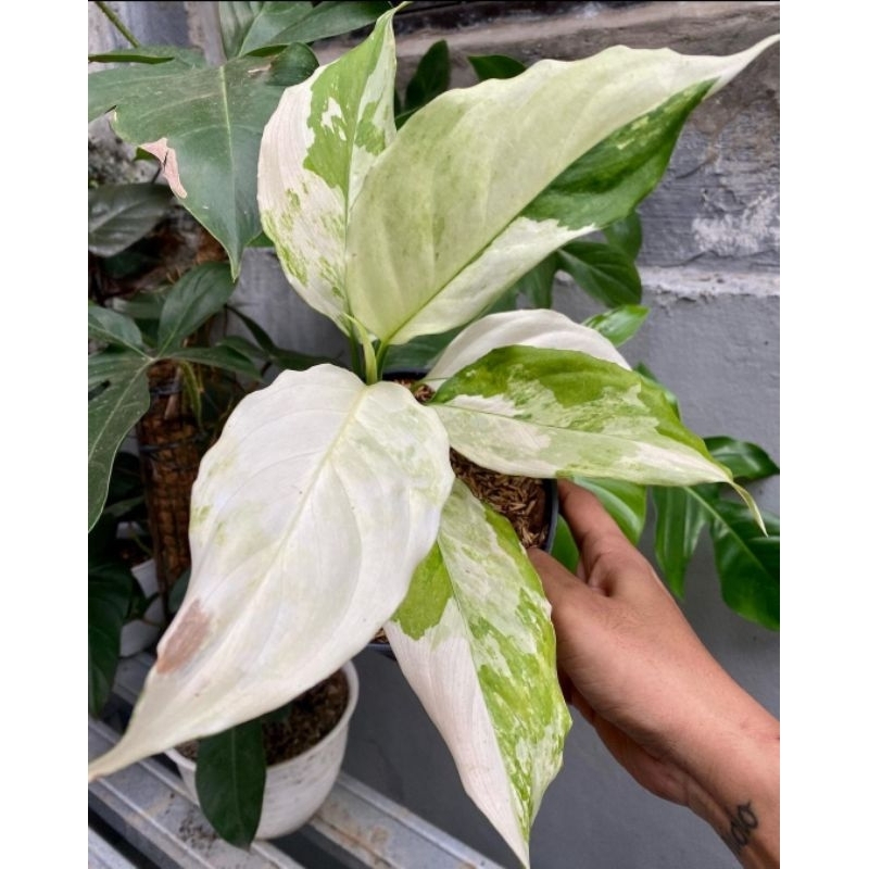 Tanaman Hias Aglonema Modestum Variegata-Aglonema Modestum Varigata