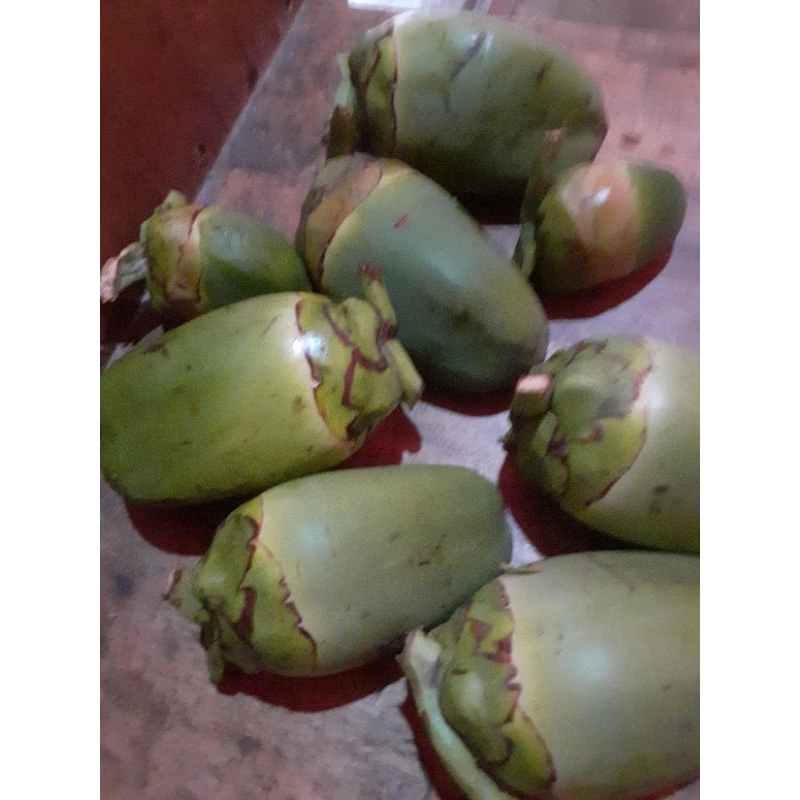 

Bluluk klapa' tmbuluk klapa kcil