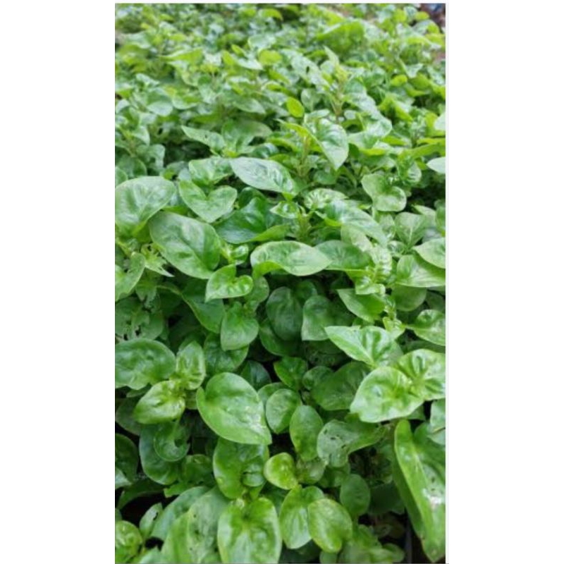 benih stek bayam brazil