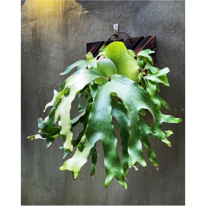 platycerium artemis (quadridichortomum x alcicorne afrika)