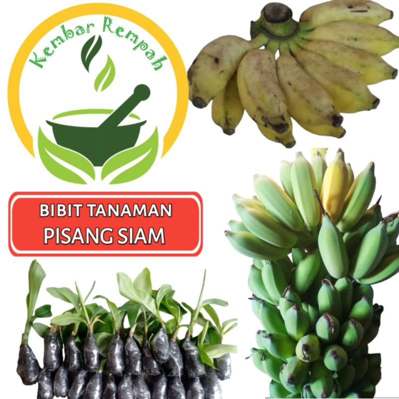 Bibit Pohon Pisang Siam Tanaman Pisang Siam