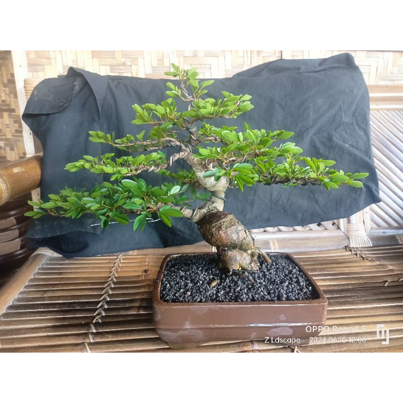 bonsai kaliandra original