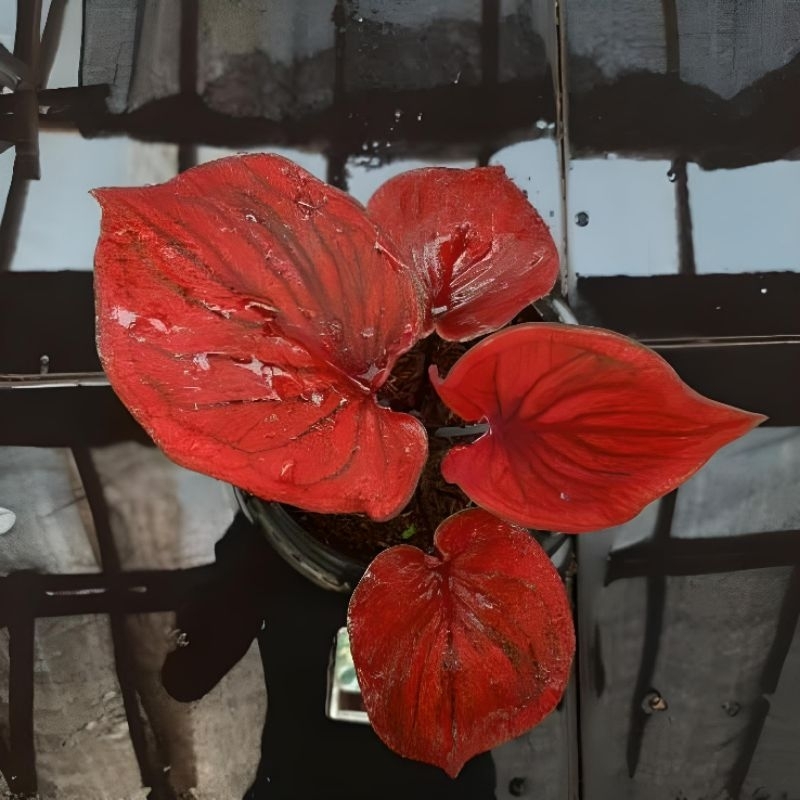 Tanaman Hias Caladium Nagoya-Keladi Hias Nagoya Bibit Merah Cantik