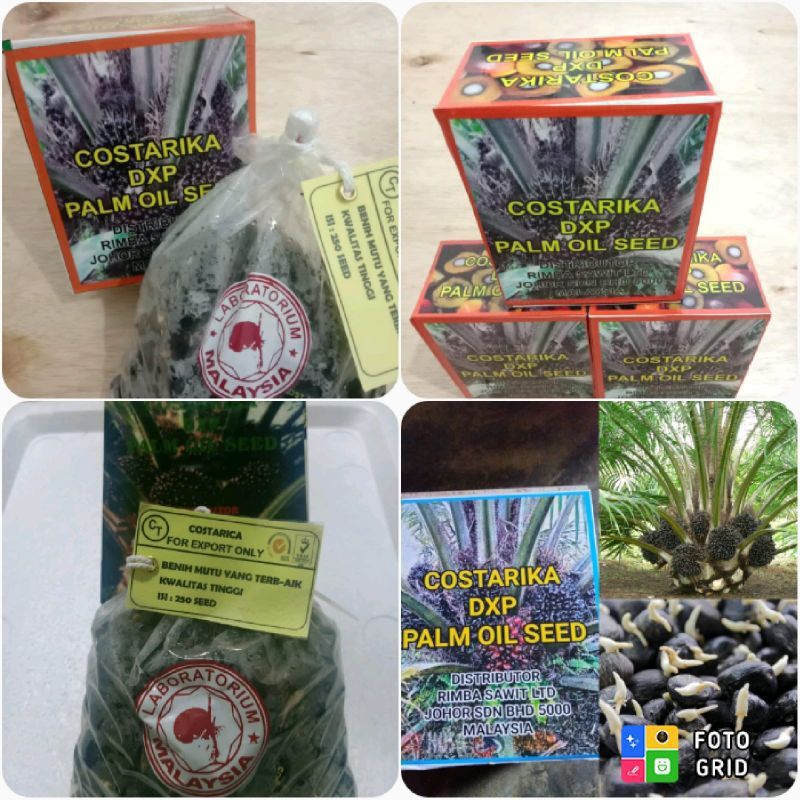 Bibit kecambah sawit unggul COSTARIKA