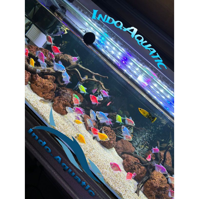 glowfish tetra per ekor perlengkapan aquarium glow fish ikan hias aquarium glofish hiasan aquarium