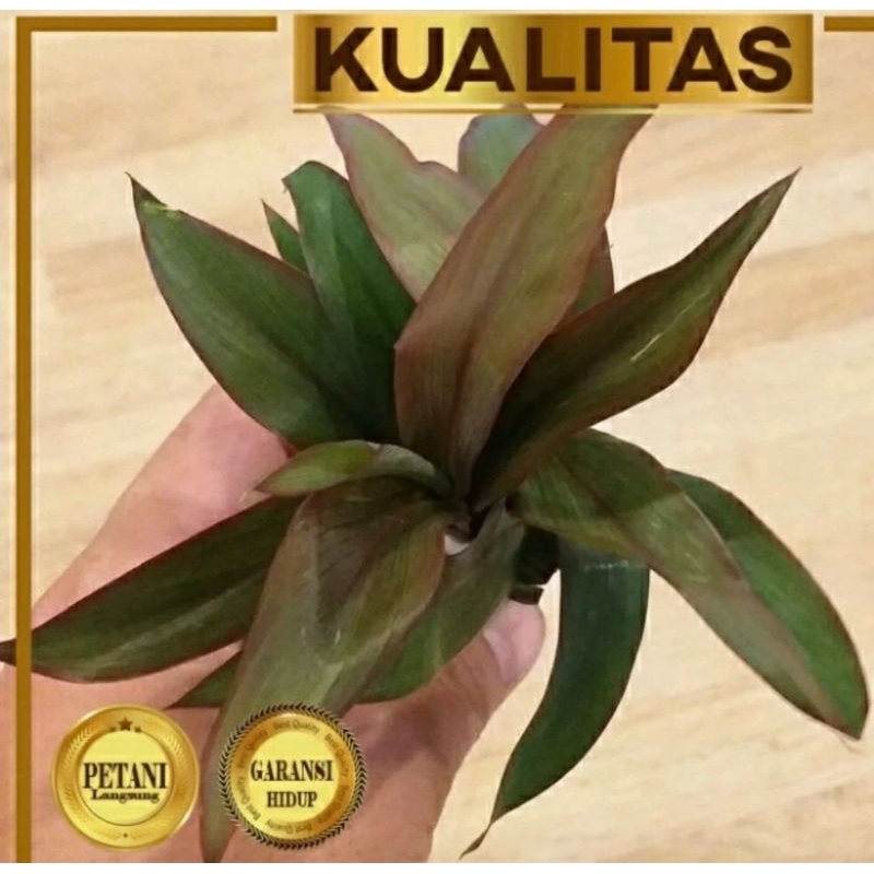 Sri Rejeki Merah Tanaman Air Aquascape Pembawa Hoki Keberuntungan Dijual per Pot