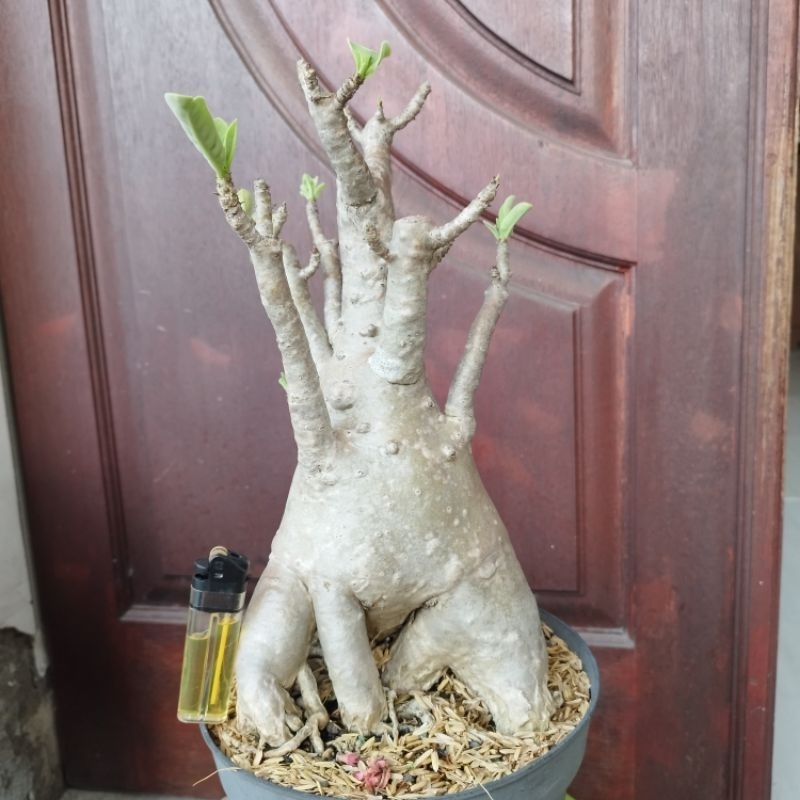 Adenium Arabicum Black