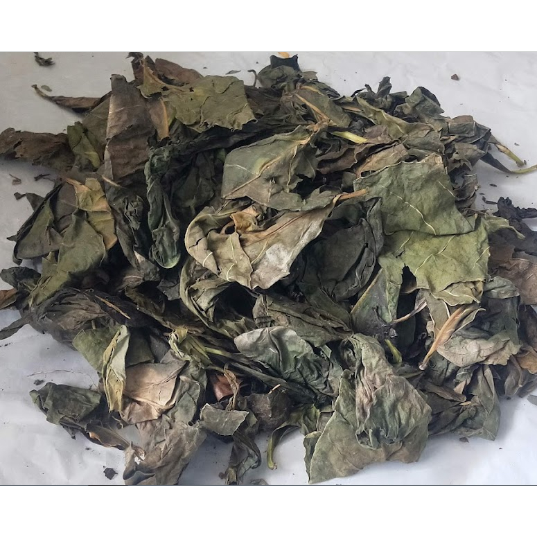 

Daun Mengkudu Kering / Daun cangkudu Kering Alami
