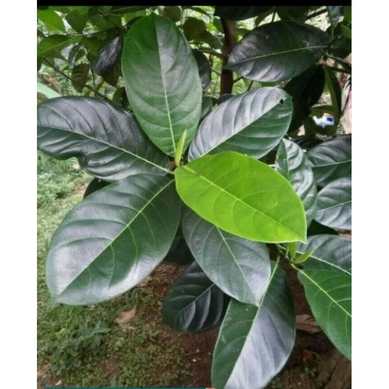 

Jual Promo 1kg Daun Nangka Segar Kesehatan Herbal Diabetes Kanker DLL