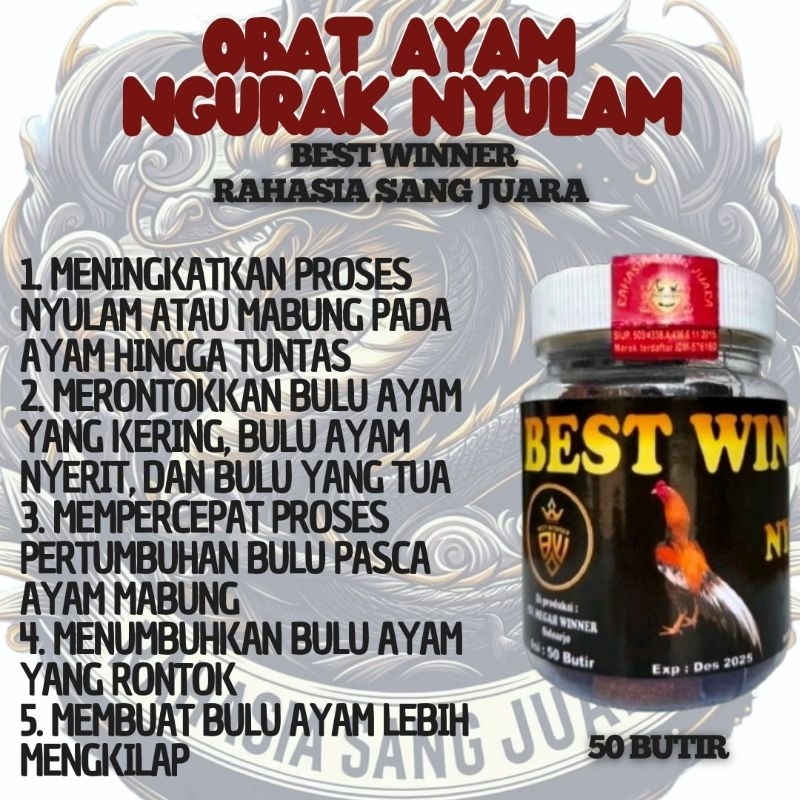 OBAT AYAM NGURAK NYULAM MENINGKATKAN PROSES NYULAM MABUNG PADA AYAM BEST WINNER