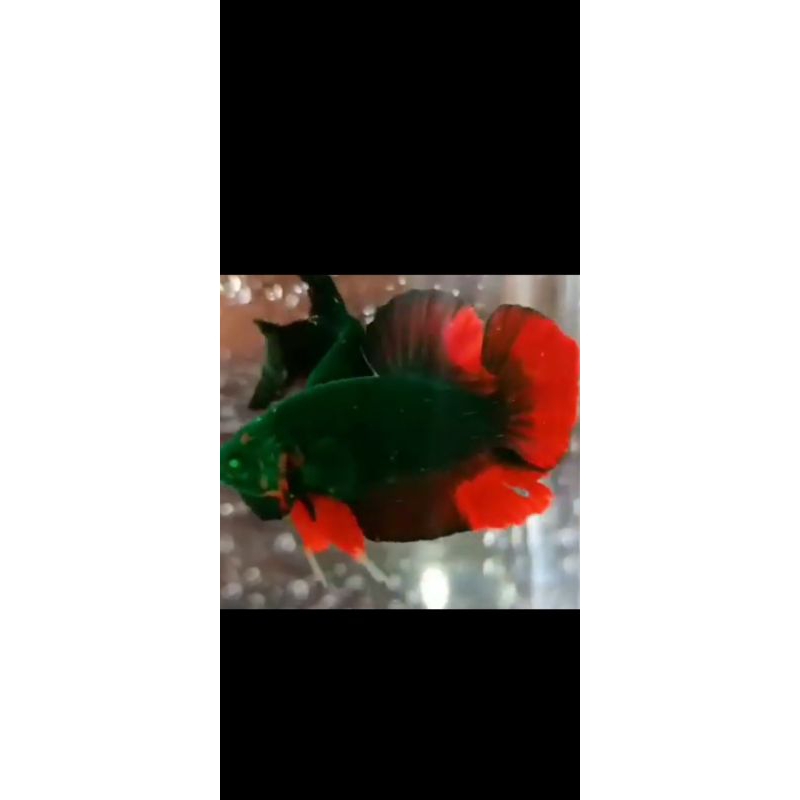 cupang alien Avatar HULK COOPER mata hijau cocok untuk hiasan akuarium/akuascape dan soliter